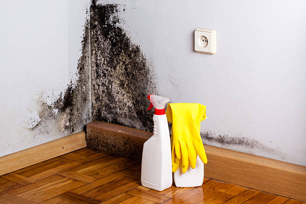Best Office Mold Removal Services  in Lake Lorraine, FL