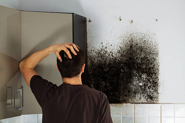 Best Mold Damage Repair  in Lake Lorraine, FL